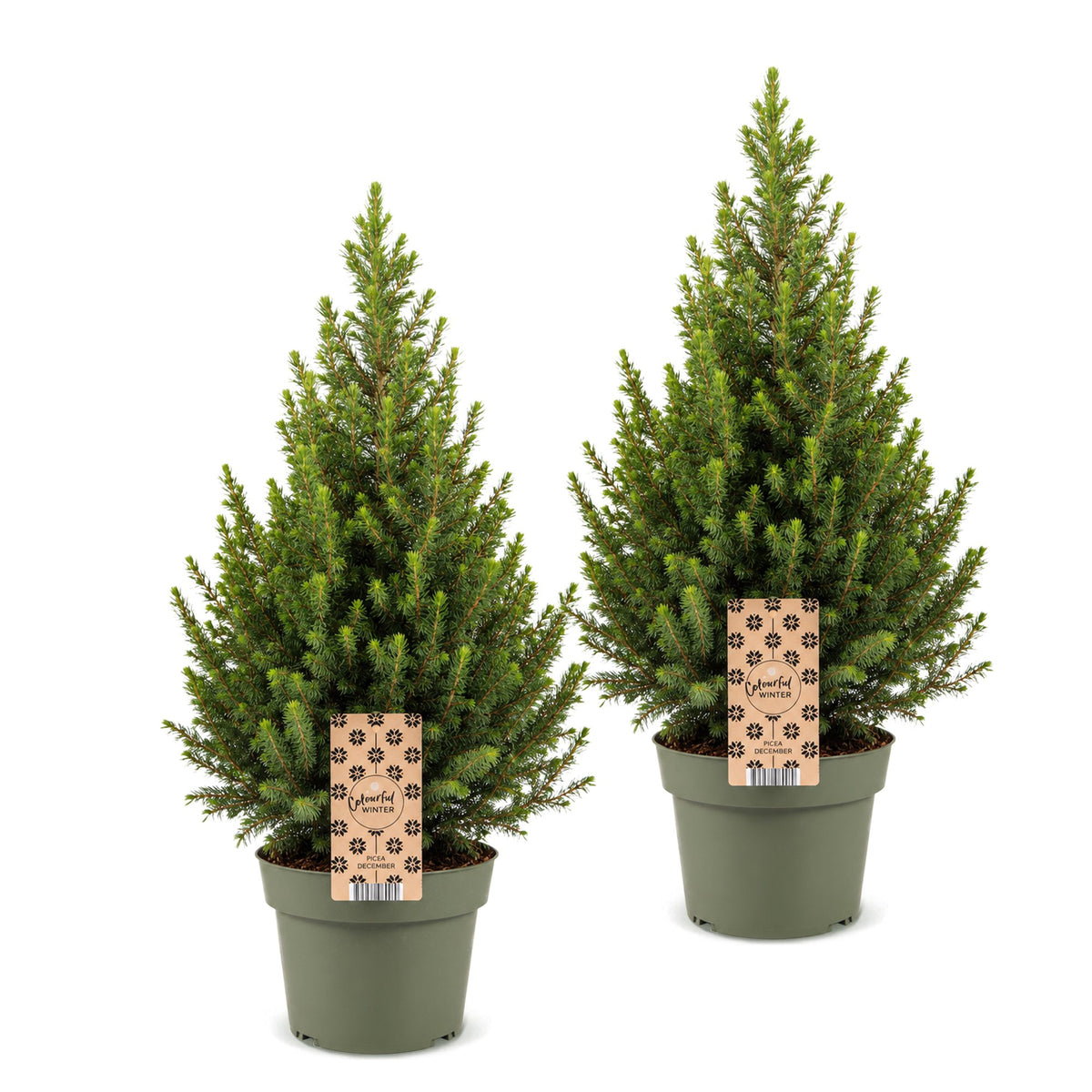 Set van 2 — Kegelspar kerstboom — Ø19 cm, 65 cm hoog