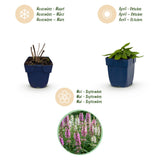 Green boutiQ - Vasteplant - Stachys Duo - Betonie - Bijen- en vlinderlokkers - Roze - Paars - Wit - 12 Planten - Pot 11cm - Hoogte 15-25cm