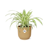 Chlorophytum Comosum Variegatum in ELHO Vibes Fold 14cm geel