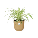 Chlorophytum Comosum Variegatum in ELHO Vibes Fold 14cm geel