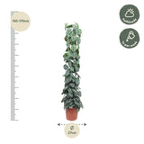 Scindapsus Pictus Trebie gaasrek - 160 cm - ø27