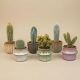 Succulenten Set van 6 in Keramische Mini Potjes Barcelona -↑ 8–12 cm