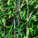 Green boutiQ - Grassen - Fargesia nitida Black Dragon - Niet Woekerende Bamboe - Bladhoudend - Groen - 1 Plant - Pot 23 cm - Hoogte 80 cm