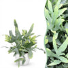 Green boutiQ - Kamerplant - Phlebodium aureum Blue Star - Blauwe Varen - Huisdiervriendelijke Plant - Blauw - 1 Plant - met Potter Wit - Pot 12cm - Hoogte 25cm