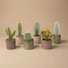Cactus Set van 6 in Keramische Mini Potjes Madrid -↑ 8–12 cm