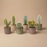 Cactus Set van 6 in Keramische Mini Potjes Madrid -↑ 8–12 cm
