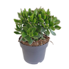 Crassula minova 17cm
