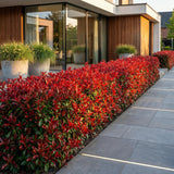 Green boutiQ - 24x Photinia fraseri Little Red Robin - Glansmispel - Haagplanten - Groenblijvend - Rood - Pot 9cm - Hoogte 25-35cm