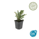 24x Cotoneaster horizontalis - ↕10-25cm - Ø9cm