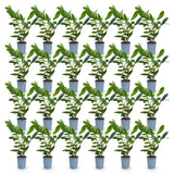 Green boutiQ - 24x Prunus laur. Caucasica - Laurierkers - Haagplanten - Groenblijvend - Groen - Pot 9cm - Hoogte 25-35cm