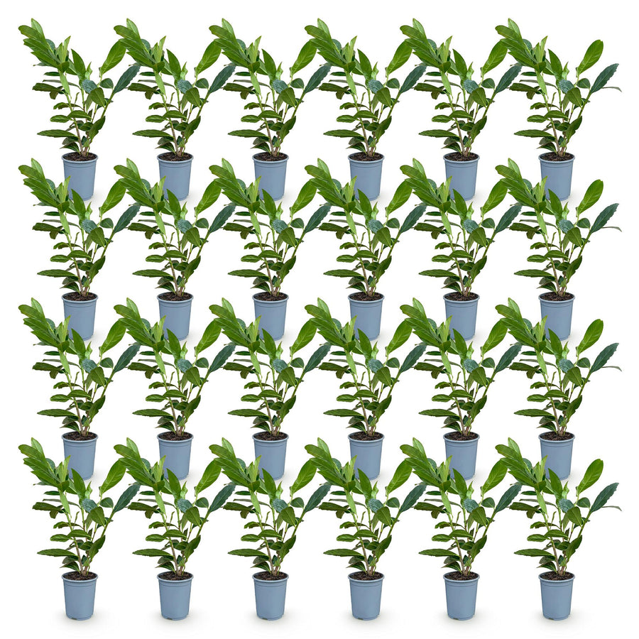 Prunus laur. Caucasica — Laurierkershaag, 24 stuks, 25-35 cm