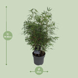 Fargesia Rufa - Woekerende Bamboe - Ø23cm - ↕95cm