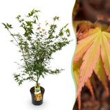 Green boutiQ - Tuinplant - Acer palmatum Katsura - Japanse Esdoorn - Bladverliezend - Groen - 1 - Pot 26cm - Hoogte 90cm