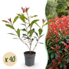 Green boutiQ - 40x Photinia fraseri Carre Rouge - Glansmispel - Haagplanten - Groenblijvend - Rood - Pot 9cm - Hoogte 25-35cm
