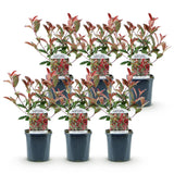 Green boutiQ - Haagplanten - Photinia fraseri Carre Rouge - groen rood- 6 planten - 1 strekkende meter - groenblijvend - pot 17cm hoogte 55cm