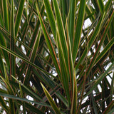 Green BoutiQ - Green is... Kamerplanten - Dracaena Marginata - Drakenbloedboom - Weinig onderhoud - Groen - 1 Plant - Pot 17cm - Hoogte 70-80cm