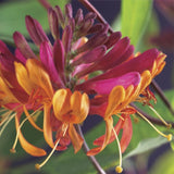 Green boutiQ - Kamperfoelie - Lonicera heckrottii Goldflame -Bbloem Roze met Geel- Weinig onderhoud - 2 planten - Pot 11cm Hoogte 40cm