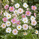 Green boutiQ - Vasteplant - Anemone Tricolour - Herfst Anemone - Schaduw - Donker Roze - Roze - Wit - 6 Planten - Pot 11cm - Hoogte 15-25cm
