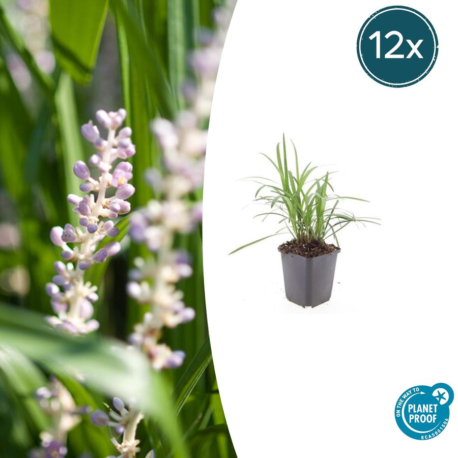 Liriope muscari 'Monroe White' – 12 planten · pot Ø9 cm · 10-25 cm hoog