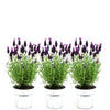 Plants by Frank - Lavandula stoechas Anouk®in 'Old Look' sierpot - 13 cm pot - set van 3 Franse Lavendels in Sierpot