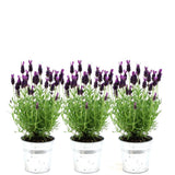 Plants by Frank - Lavandula stoechas Anouk®in 'Old Look' sierpot - 13 cm pot - set van 3 Franse Lavendels in Sierpot