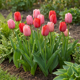 Tulpenbollen roze-rood mix — tweekleurige tulpenmix, 320 stuks (maat 10/12)