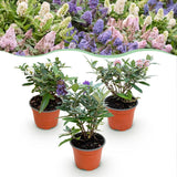 Green boutiQ - Tuinplant - Buddleja davidii Butterfly Candy Little Tricolour - Vlinderstruik - Compact - Roze-Wit-Lila - 3 Planten - Pot 12cm - Hoogte 20-25cm