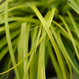 Green boutiQ - Siergrassen -Carex oshimensis Everillo - Geel - 1 Planten - Groenblijvend - Winterhard - Pot 17cm Hoogte 50cm