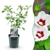 Green boutiQ - Heesters - Hibiscus syriacus Hamabo - Bloem Licht roze - 1 Plant - Bladverliezend - Weinig Onderhoud - Pot 17cm Hoogte 45cm