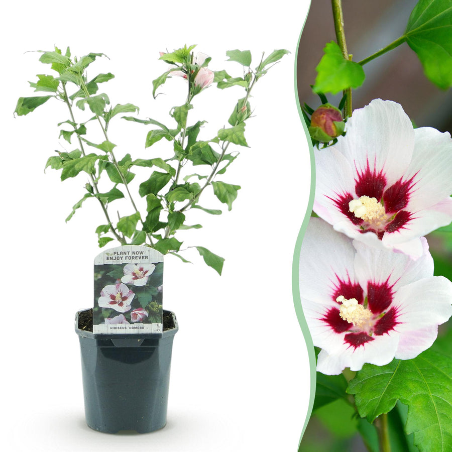 Hibiscus syriacus Hamabo – 45 cm hoog