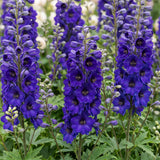 Green boutiQ - Vasteplant - Delphinium (P) Black Knight - Ridderspoor - Bijen en Vlinderlokkers - Paars - 24 Planten - Pot 11cm - Hoogte 15-25cm