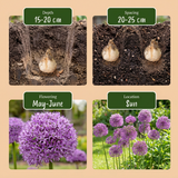 32x Allium Gladiator - Sierui - Paars - Zomerbloeier - Bolmaat 16/18