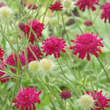 48x Knautia macedonica - ↕10-25cm - Ø9cm