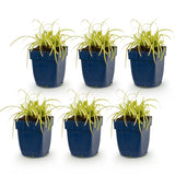 Green boutiQ - Grassen - Carex oshimensis Evergold - Japanse Zegge - Groenblijvend - Geel-Groen - 6 Planten - Pot 11cm - Hoogte 15-25cm