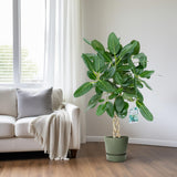 Ficus Altissima - Ø27cm - ↕110cm
