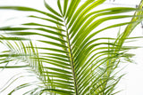 Phoenix Roebelenii op stam - 190cm - 190cm