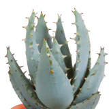Cactus en vetplanten mix 5.5 cm | 15 stuks - in terracotta pot