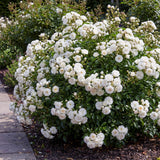 Green boutiQ - Tuin Roos - Rosa White Fairy - Roos - Winterhard - Wit - 1 Plant - Pot 12cm - Hoogte Hoogte 20-25cm