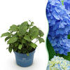 Green boutiQ - Tuinplant - Hydrangea Endles Summer The Orginal Blue - Hortensia - Winterhard - Blauw - 1 Plant - Pot 14cm - Hoogte 20-25cm