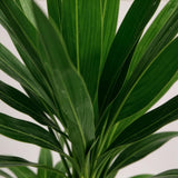 Green boutiQ - Kamerplant - Yucca elephantipes - Yucca - Weinig onderhoud - Groen - 2 - Pot 17cm - Hoogte 75cm
