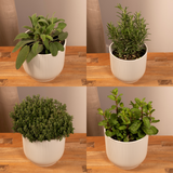 Tuinkruiden Mix - 4 stuks - Ø14cm - ↕18cm