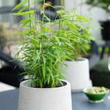 Green boutiQ - Bamboe - Fargesia Blue Dragon - Groen - 4 Planten - Bladhoudend - Niet Woekerend- Pot 14cm Hoogte 35cm