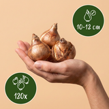 120x Narcissus Botanical White Mix - Botanische witte narcis mix - Wit - Voorjaarsbloeier - Bolmaat 10/12