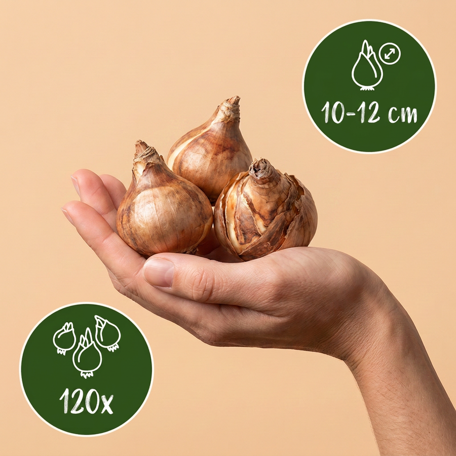 Narcisbollen Botanical White Mix — wit, 120 stuks (bolmaat 10/12)