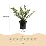 Green boutiQ - 24x Ilex crenata Golden Gem - Japanse Hulst - Haagplanten - Groenblijvend - Geel - Pot 9cm - Hoogte 20-30cm