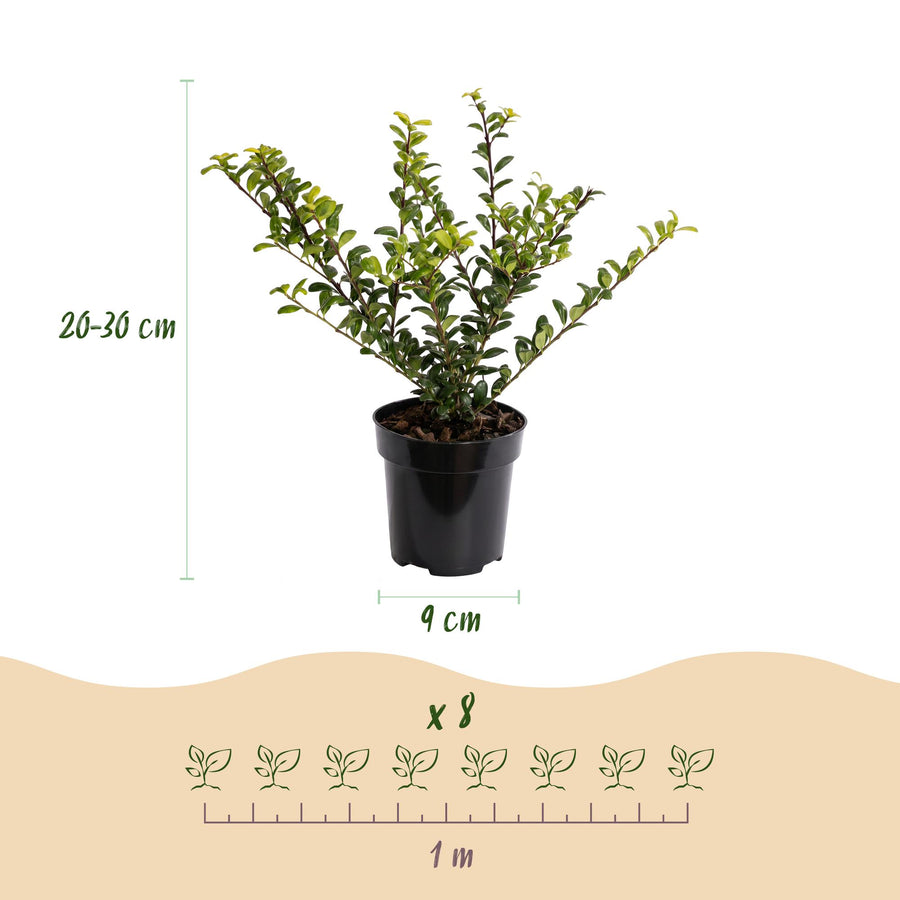 Ilex crenata Golden Gem — Hulsthaag, 24 stuks, 20-30 cm