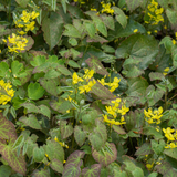 12x Epimedium perralc. 'Frohnleiten' - ↕10-25cm - Ø9cm