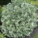 48x Euonymus fort. 'Emerald Gaiety' - ↕10-25cm - Ø9cm