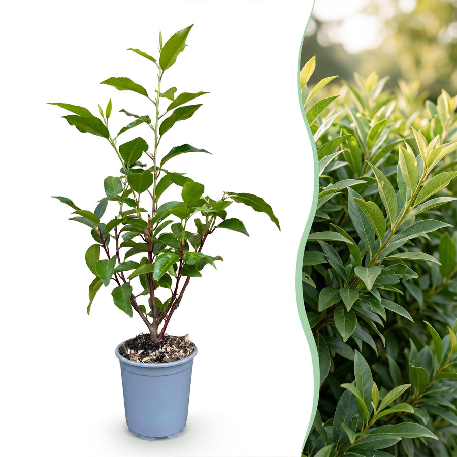 Prunus lusitanica Angustifolia — Portugese laurierhaag, 40 stuks, 25-35 cm