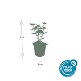 48x Agastache 'Blue Fortune' - ↕10-25cm - Ø9cm
